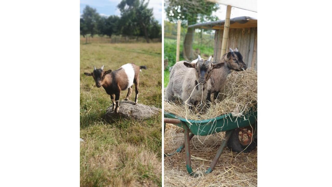 Le Domaine De La Petite Chevre Villa Ploumagoar Eksteriør bilde